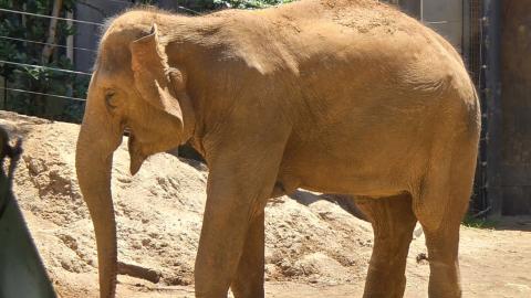 Elephant at Melbourne Zoo